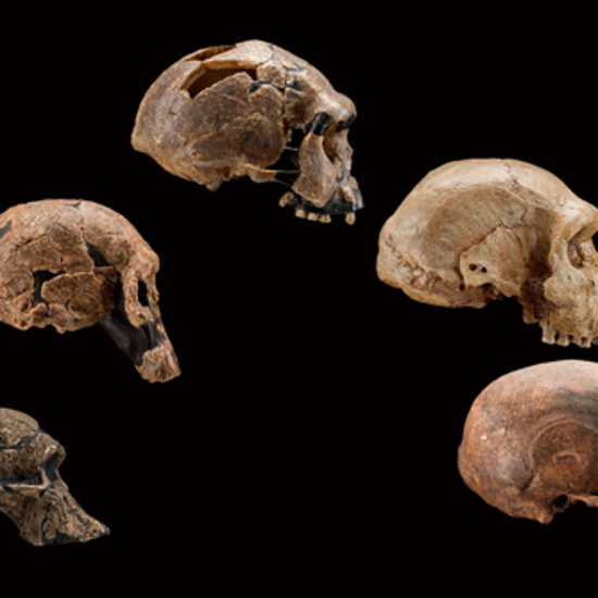 Buried in Time: Ancient Humans and our Missing Family Tree
