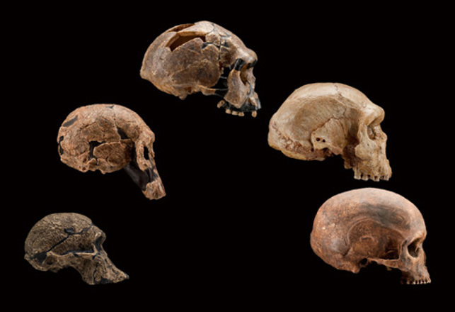 Buried in Time: Ancient Humans and our Missing Family Tree