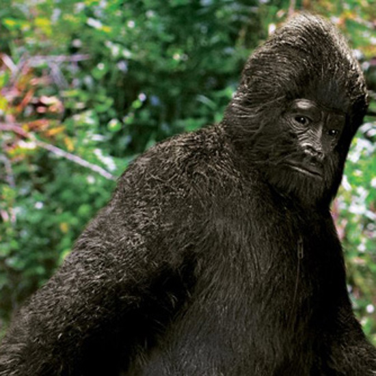 Belief in Bigfoot: Historical Evidence Versus Popular Opinion