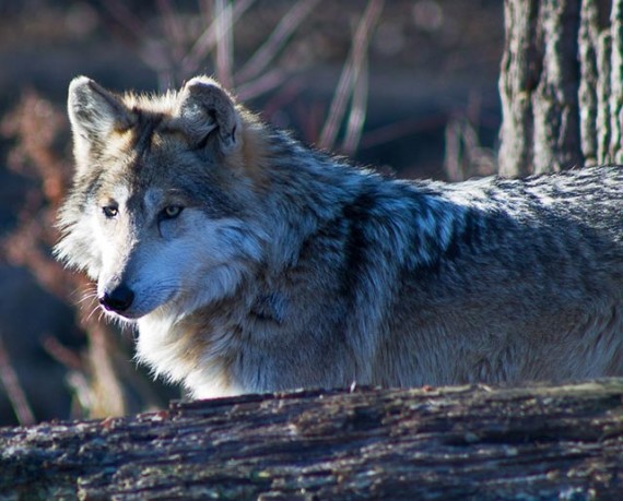 mexican-wolf