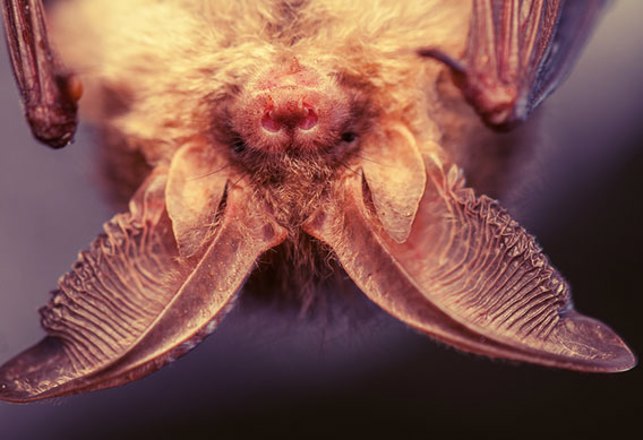 Human Echolocation: A Story of Hidden Senses