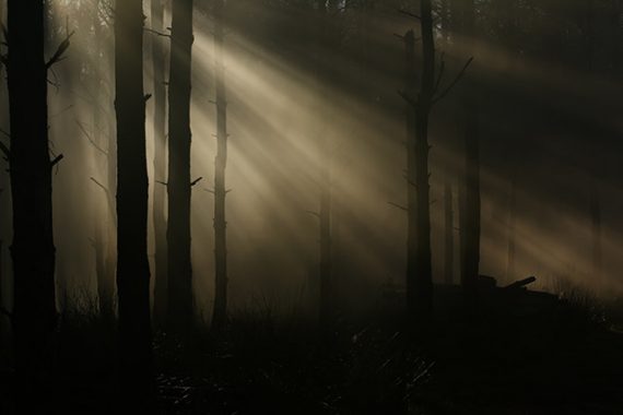dark-forest-sassquatch