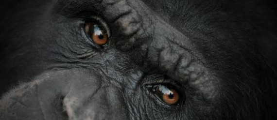 primate_reserach_chimpanzee