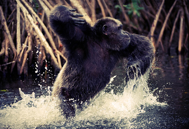 Aquatic Ape Theory: An Argument For Our Watery Origins