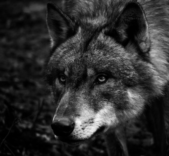wolf-stalk