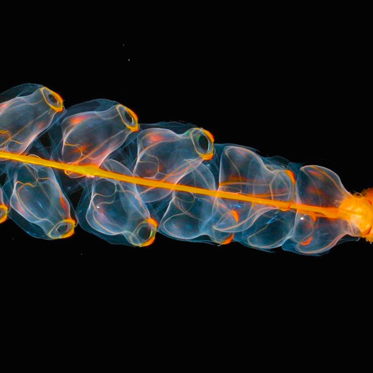 What We Have in Common with Siphonophores