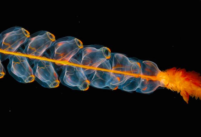 What We Have in Common with Siphonophores