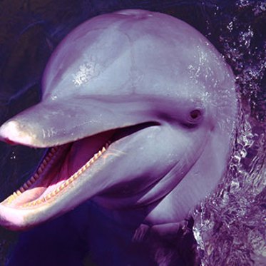 A Blue Marlin That’s White and a Porpoise With an Underbite