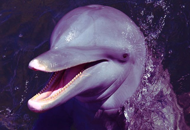A Blue Marlin That’s White and a Porpoise With an Underbite