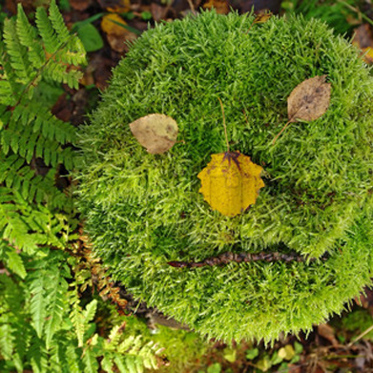 Moss Frozen for 1500 Years. . . It’s Alive!