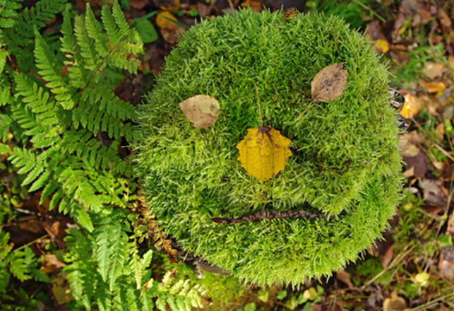 Moss Frozen for 1500 Years. . . It’s Alive!