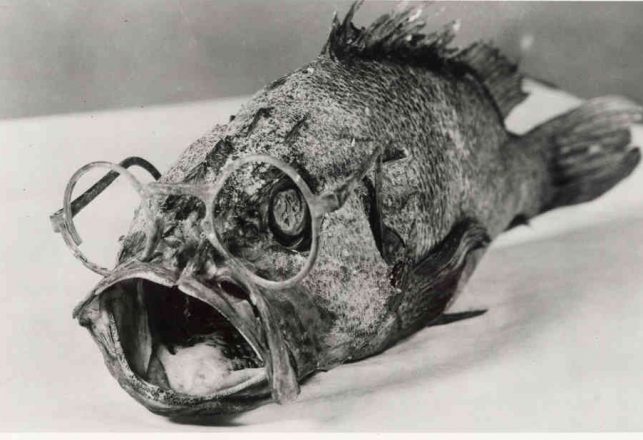 Four-Eyed Fish Sees Everything