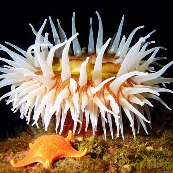 Dating For Sea Anemones Just Got Complicated