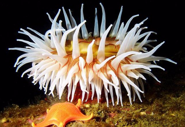 Dating For Sea Anemones Just Got Complicated