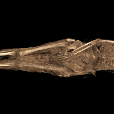 Ancient Sudanese Mummy has Christian Tattoo