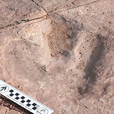 Dinosaur Track Taker Tracked and Taken Into Custody