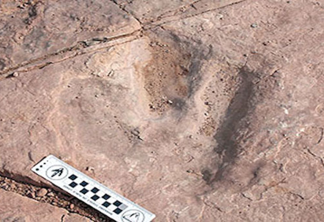 Dinosaur Track Taker Tracked and Taken Into Custody