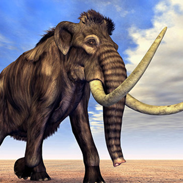 Scientists Can Now Clone the Woolly Mammoth, But Should They?