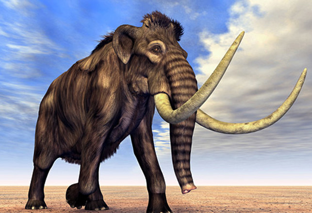 Scientists Can Now Clone the Woolly Mammoth, But Should They?