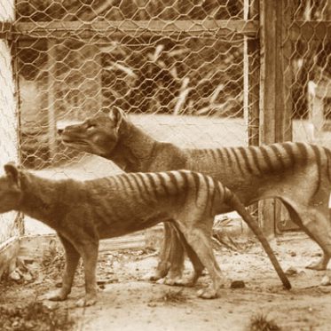 Help Find the Tasmanian Tiger – Get a Crash Camera