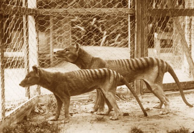 Help Find the Tasmanian Tiger – Get a Crash Camera