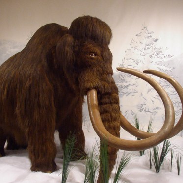 Was the Wooly Mammoth Done In by an Extra Rib?