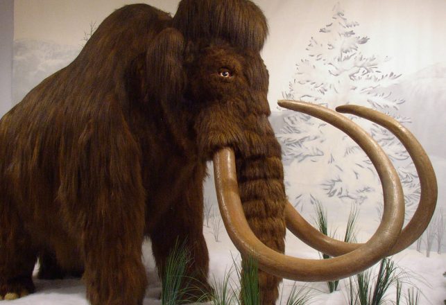 Was the Wooly Mammoth Done In by an Extra Rib?