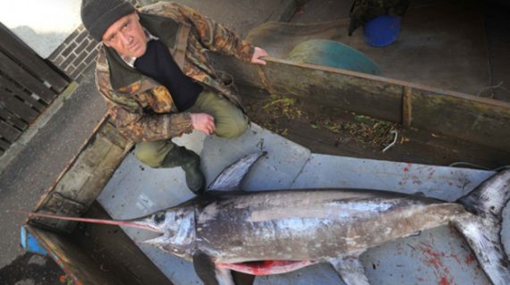 78792 alloa angler surprised by swordfish catch 570x319