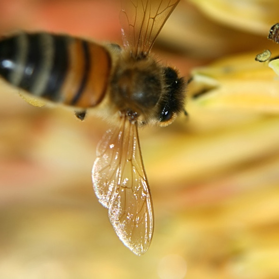 Bees Are Even Smarter Than We Thought