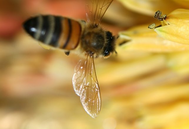 Bees Are Even Smarter Than We Thought