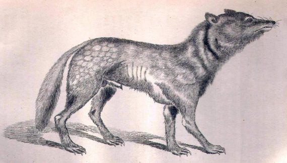 Canis lupus hodophilax1 570x324