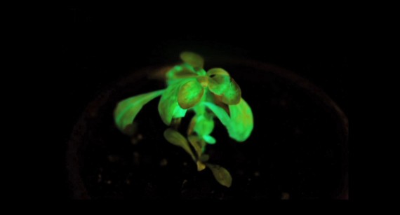 Glowing-Plant