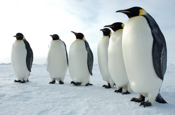Six Emperor Penguins 570x373