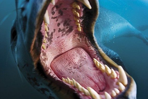 a-leopard-seal-bares-teeth-in-a-threat-paul-nicklen