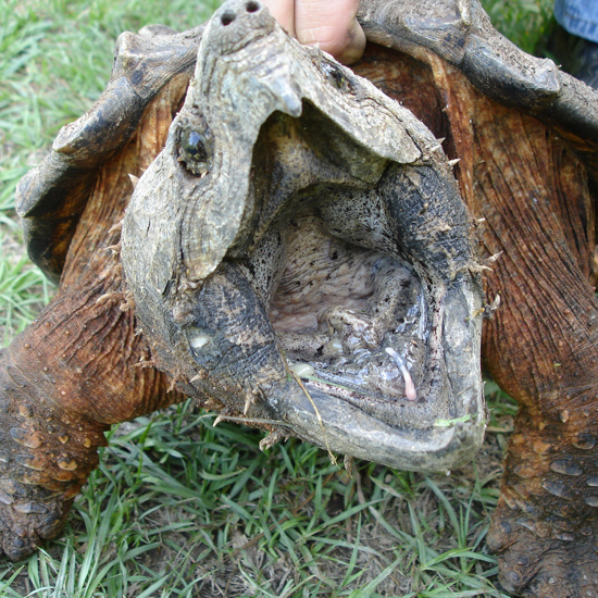 Alligator Snapping Turtles More Diverse Than First Thought