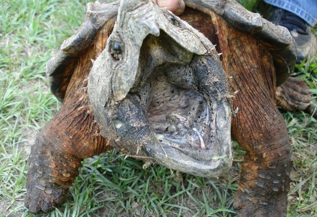 Alligator Snapping Turtles More Diverse Than First Thought