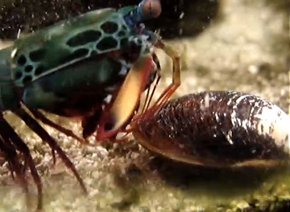 Mantis shrimp clubbing a clam