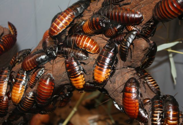 Nanobots in Roaches – What Could Possibly Go Wrong?
