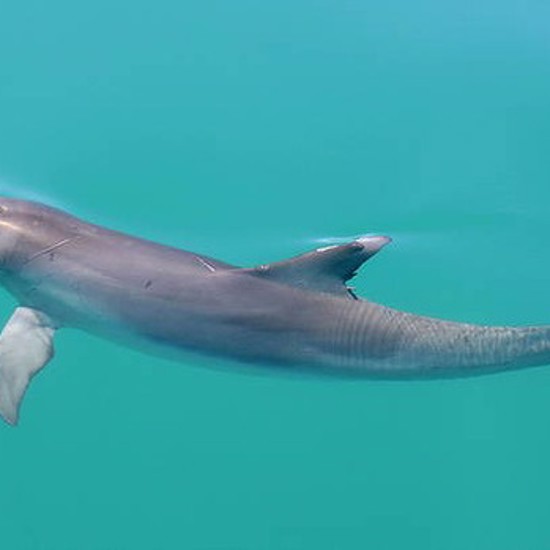 Dolphins Use Sponges to Soak Up Special Snacks
