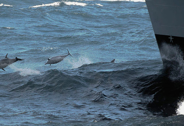Will Dolphins Fight the Next Cold War?