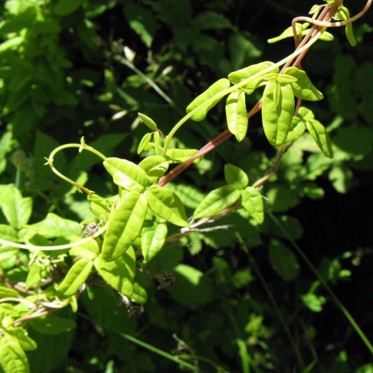 Chameleon Vine Changes Shape and Color on Demand