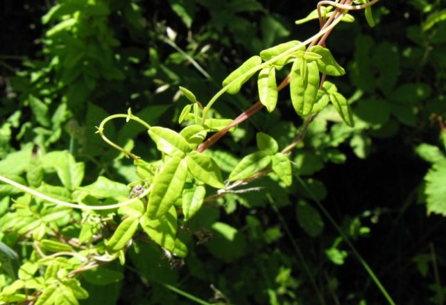 Chameleon Vine Changes Shape and Color on Demand
