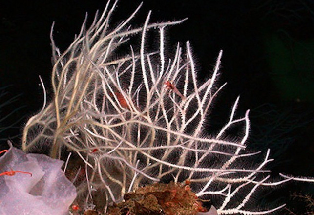 Beware of the Killer Sponges