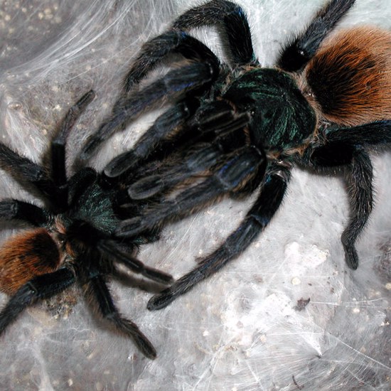 Female Tarantulas Cannibalize Mates Because They Can