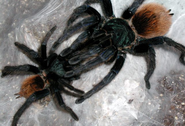 Female Tarantulas Cannibalize Mates Because They Can