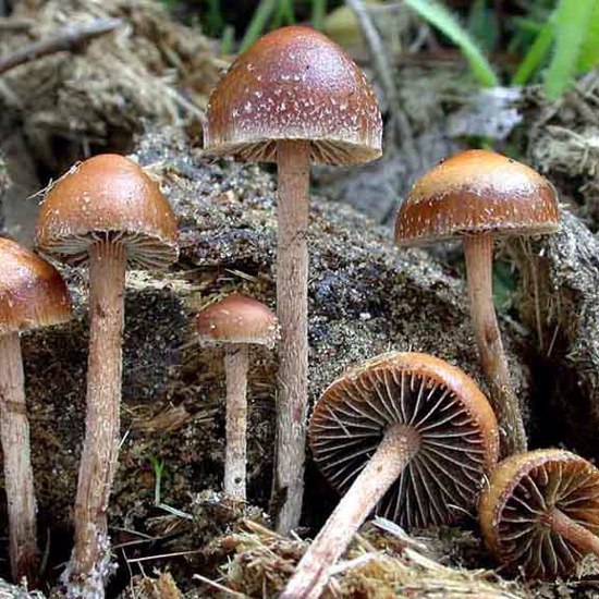 New Brain Cells From Mushrooms is More Than Magic
