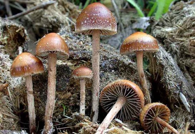 New Brain Cells From Mushrooms is More Than Magic