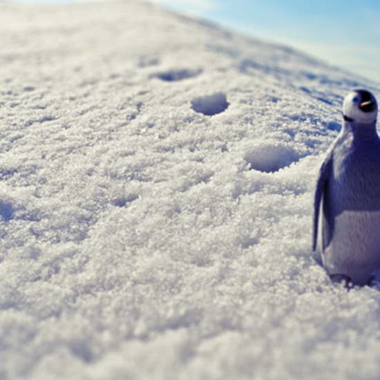 Scientists Track Penguins Using Pictures of their Poop