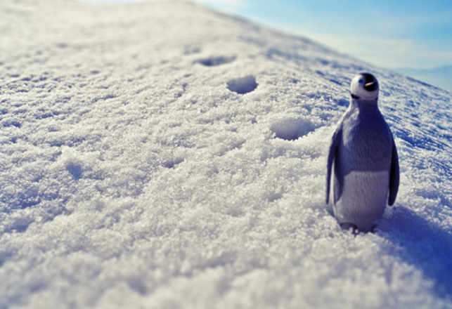 Scientists Track Penguins Using Pictures of their Poop