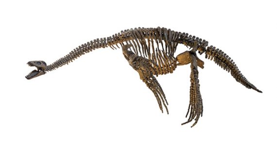 plesiosaur-skele